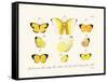 Butterflies, 1783-1806-null-Framed Stretched Canvas