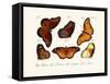 Butterflies, 1783-1806-null-Framed Stretched Canvas