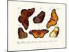 Butterflies, 1783-1806-null-Mounted Giclee Print