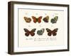 Butterflies, 1783-1806-null-Framed Giclee Print