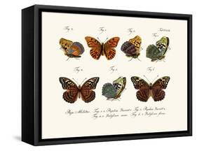 Butterflies, 1783-1806-null-Framed Stretched Canvas