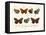 Butterflies, 1783-1806-null-Framed Stretched Canvas