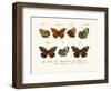 Butterflies, 1783-1806-null-Framed Giclee Print