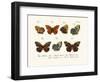 Butterflies, 1783-1806-null-Framed Giclee Print