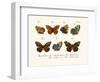 Butterflies, 1783-1806-null-Framed Giclee Print