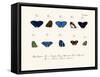 Butterflies, 1783-1806-null-Framed Stretched Canvas