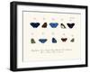 Butterflies, 1783-1806-null-Framed Giclee Print