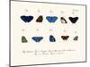 Butterflies, 1783-1806-null-Mounted Giclee Print