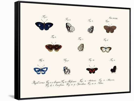 Butterflies, 1783-1806-null-Framed Stretched Canvas