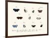 Butterflies, 1783-1806-null-Framed Giclee Print