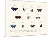 Butterflies, 1783-1806-null-Mounted Giclee Print