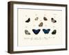 Butterflies, 1783-1806-null-Framed Giclee Print