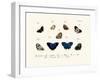 Butterflies, 1783-1806-null-Framed Giclee Print