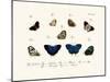 Butterflies, 1783-1806-null-Mounted Giclee Print