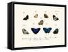 Butterflies, 1783-1806-null-Framed Stretched Canvas