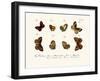 Butterflies, 1783-1806-null-Framed Giclee Print