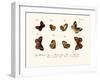 Butterflies, 1783-1806-null-Framed Giclee Print