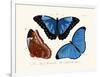 Butterflies, 1783-1806-null-Framed Giclee Print