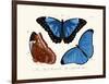 Butterflies, 1783-1806-null-Framed Giclee Print