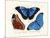 Butterflies, 1783-1806-null-Mounted Giclee Print