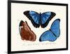 Butterflies, 1783-1806-null-Framed Giclee Print