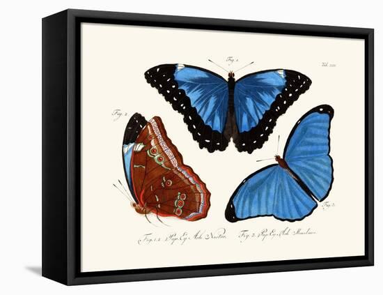 Butterflies, 1783-1806-null-Framed Stretched Canvas