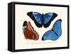 Butterflies, 1783-1806-null-Framed Stretched Canvas