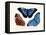 Butterflies, 1783-1806-null-Framed Stretched Canvas