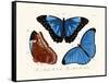 Butterflies, 1783-1806-null-Framed Stretched Canvas