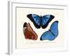 Butterflies, 1783-1806-null-Framed Giclee Print