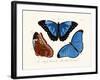 Butterflies, 1783-1806-null-Framed Giclee Print