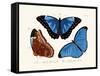 Butterflies, 1783-1806-null-Framed Stretched Canvas