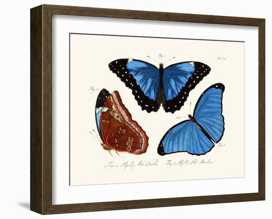 Butterflies, 1783-1806-null-Framed Giclee Print