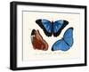 Butterflies, 1783-1806-null-Framed Giclee Print