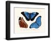 Butterflies, 1783-1806-null-Framed Giclee Print