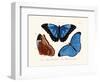 Butterflies, 1783-1806-null-Framed Giclee Print