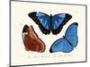 Butterflies, 1783-1806-null-Mounted Giclee Print