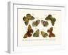 Butterflies, 1783-1806-null-Framed Giclee Print