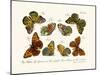 Butterflies, 1783-1806-null-Mounted Giclee Print