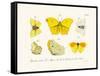 Butterflies, 1783-1806-null-Framed Stretched Canvas