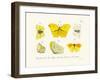 Butterflies, 1783-1806-null-Framed Giclee Print