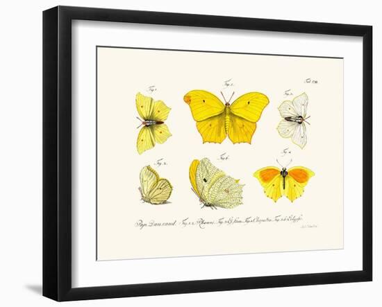 Butterflies, 1783-1806-null-Framed Giclee Print