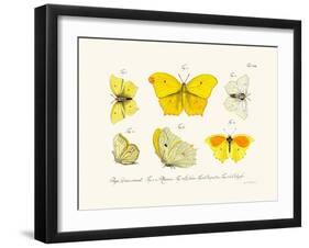 Butterflies, 1783-1806-null-Framed Giclee Print