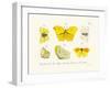 Butterflies, 1783-1806-null-Framed Giclee Print