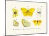 Butterflies, 1783-1806-null-Mounted Giclee Print