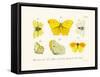 Butterflies, 1783-1806-null-Framed Stretched Canvas