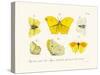 Butterflies, 1783-1806-null-Stretched Canvas