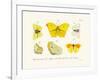 Butterflies, 1783-1806-null-Framed Giclee Print