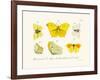 Butterflies, 1783-1806-null-Framed Giclee Print