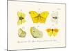 Butterflies, 1783-1806-null-Mounted Giclee Print